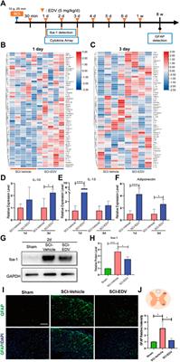 Edaravone Modulates Neuronal GPX4/ACSL4/5-LOX to Promote Recovery After Spinal Cord Injury